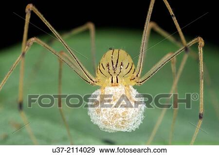 Spider carrying its egg sags. Image taken at Kampung Skudup, Sarawak, Malaysia. View Large Photo Image Stock Photo - Spider carrying its egg sags. Image taken at Kampung Skudup, Sarawak, Malaysia.. Fotosearch