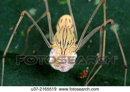 Stock Photo - Spider carrying its egg sags. Image taken at Kampung Skudup, Sarawak, Malaysia.. Fotosearch