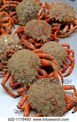 Spider crabs, fish market hall, Vannes, Gulf of Morbihan, Brittany, Bretagne, France. View Large Photo Image Stock Image - Spider crabs, fish market hall, Vannes, Gulf of Morbihan, Brittany, Bretagne, France.. Fotosearch