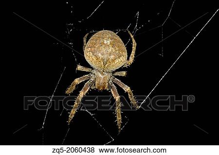 Spider, Golaghat District, Assam. View Large Photo Image Stock Photo - Spider, Golaghat District, Assam.. Fotosearch