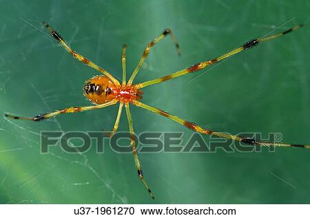 Stock Image - Spider. Image taken at Kampung Skudup, Sarawak, Malaysia.. Fotosearch