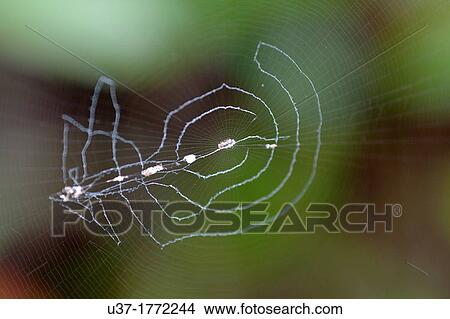 Spider. Image taken at Semengoh Wildlife Centre, Sarawak, Malaysia. View Large Photo Image Picture - Spider. Image taken at Semengoh Wildlife Centre, Sarawak, Malaysia.. Fotosearch