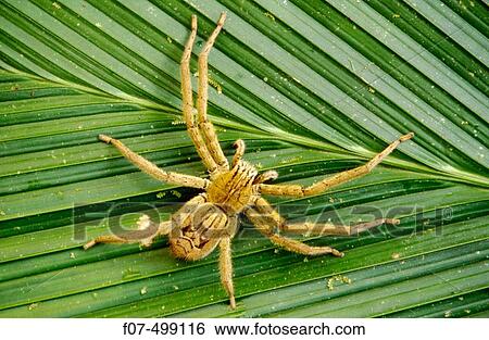 Spider in tropical rainforest. Costa Rica View Large Photo Image Stock Photograph - Spider in tropical rainforest. Costa Rica. Fotosearch