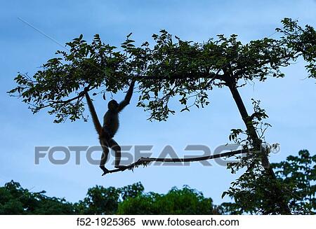 SPIDER MONKEY Ateles geoffroyi, Costa Rica, Central America, America View Large Photo Image Stock Photography - SPIDER MONKEY Ateles geoffroyi, Costa Rica, Central America, America. Fotosearch