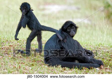 Spider Monkey (Ateles geoffroyi) View Large Photo Image Picture - Spider Monkey (Ateles geoffroyi). Fotosearch