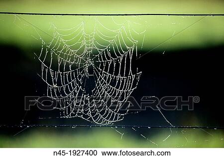 Spider Net; Spider's Web in the Early Morning Dew; New Zealand View Large Photo Image Stock Image - Spider Net; Spider's Web in the Early Morning Dew; New Zealand. Fotosearch