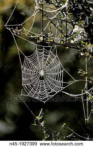 Spider Net; Spider's Web in the Early Morning Dew; New Zealand. View Large Photo Image Stock Photo - Spider Net; Spider's Web in the Early Morning Dew; New Zealand.. Fotosearch