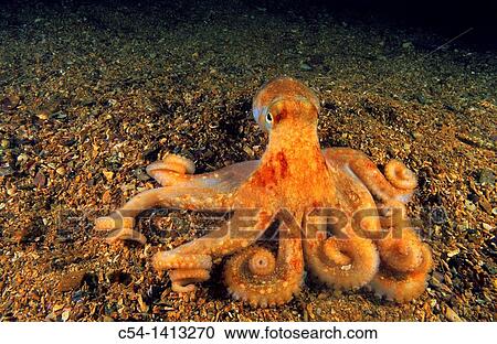 Stock Image - Spider octopus or Long-armed octopus (Octopus salutii), Eastern Atlantic, Galicia, Spain. Fotosearch