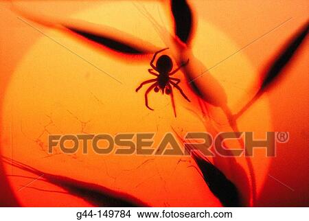 Spider View Large Photo Image Picture - Spider. Fotosearch