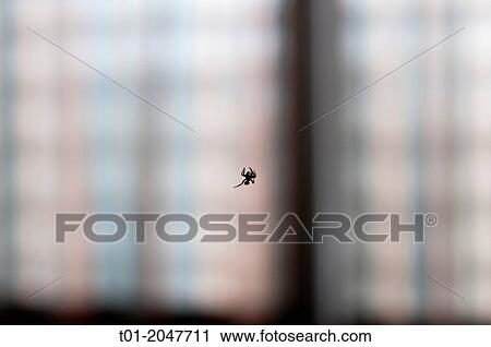spider. View Large Photo Image Stock Image - spider.. Fotosearch