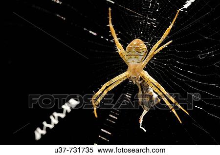 Spider View Large Photo Image Stock Photography - Spider. Fotosearch