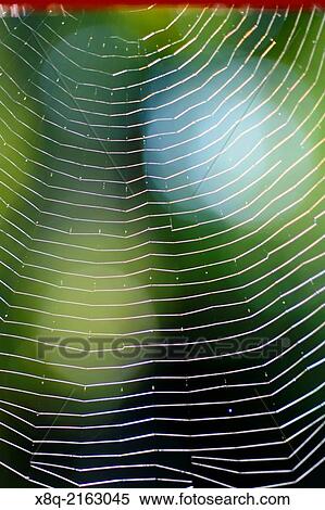 Stock Photography - Spider web detail.. Fotosearch
