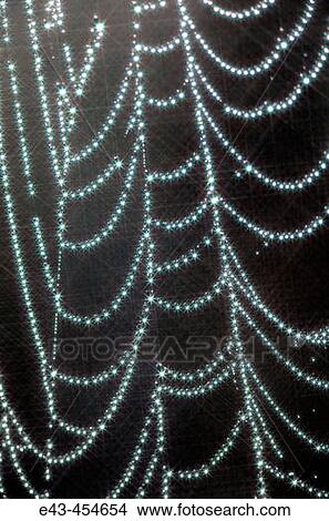 Picture - Spider web laden with dew drops. Fotosearch