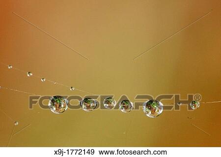 Spider web with dew drops View Large Photo Image Stock Photo - Spider web with dew drops. Fotosearch