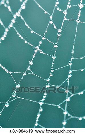 Spiderweb Covered with Melting White Frost View Large Photo Image Stock Photo - Spiderweb Covered with Melting White Frost. Fotosearch