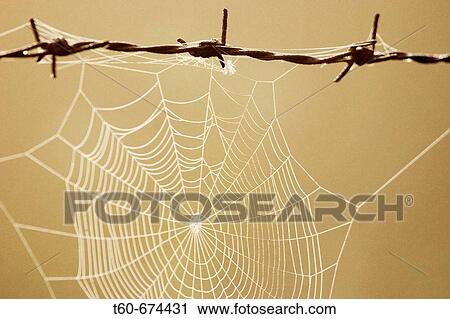 Spiderweb on a barbed wire View Large Photo Image Stock Image - Spiderweb on a barbed wire. Fotosearch