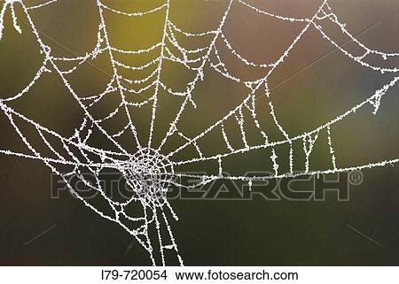 Spiderweb View Large Photo Image Picture - Spiderweb. Fotosearch