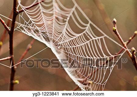 Spiderweb wet with morning dew View Large Photo Image Stock Image - Spiderweb wet with morning dew. Fotosearch
