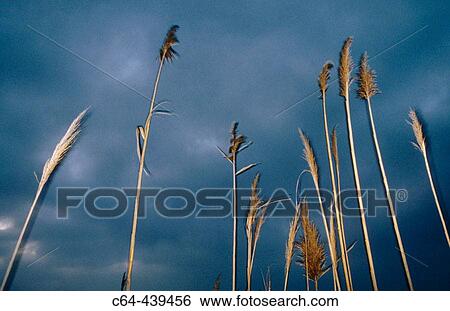 Spikes. Ebro delta. Tarragona. Spain View Large Photo Image Stock Photograph - Spikes. Ebro delta. Tarragona. Spain. Fotosearch