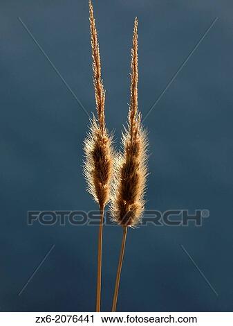 Spikes. Ebro River Delta Natural Park, Tarragona province, Catalonia, Spain. View Large Photo Image Stock Image - Spikes. Ebro River Delta Natural Park, Tarragona province, Catalonia, Spain.. Fotosearch