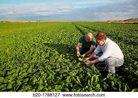 Spinach growing fields, Agricultural investigation and research, Agricultural fields, High Ribera, Arga-Aragon Ribera, Navarre, Spain View Large Photo Image Stock Photo - Spinach growing fields, Agricultural investigation and research, Agricultural fields, High Ribera, Arga-Aragon Ribera, Navarre, Spain. Fotosearch