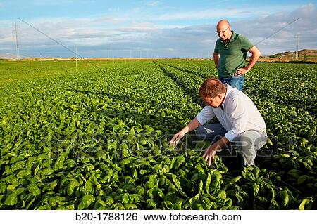 Spinach growing fields, Agricultural investigation and research, Agricultural fields, High Ribera, Arga-Aragon Ribera, Navarre, Spain View Large Photo Image Stock Photograph - Spinach growing fields, Agricultural investigation and research, Agricultural fields, High Ribera, Arga-Aragon Ribera, Navarre, Spain. Fotosearch