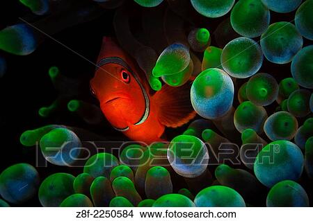 Spine Cheek Clownfish Tanavula Point Florida Islands. View Large Photo Image Picture - Spine Cheek Clownfish Tanavula Point Florida Islands.. Fotosearch
