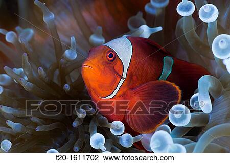 Spinecheek Clownfish in white Bubble Tip Sea Anemone, Premnas aculeatus, Entacmaea quadricolor, Cenderawasih Bay, West Papua, Indonesia View Large Photo Image Stock Image - Spinecheek Clownfish in white Bubble Tip Sea Anemone, Premnas aculeatus, Entacmaea quadricolor, Cenderawasih Bay, West Papua, Indonesia. Fotosearch