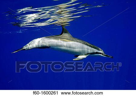 Spinner dolphin, Stenella longirostris, Kailua-Kona, Hawaii, North Pacific. View Large Photo Image Stock Image - Spinner dolphin, Stenella longirostris, Kailua-Kona, Hawaii, North Pacific.. Fotosearch
