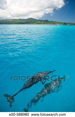 Spinner Dolphins near Taveuni Island, Fiji, South Pacific View Large Photo Image Stock Image - Spinner Dolphins near Taveuni Island, Fiji, South Pacific. Fotosearch