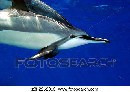 spinner dolphins, Stenella longirostris, Manuka Bay, Kona, Big Island, Hawaii, Pacific Ocean. View Large Photo Image Stock Image - spinner dolphins, Stenella longirostris, Manuka Bay, Kona, Big Island, Hawaii, Pacific Ocean.. Fotosearch