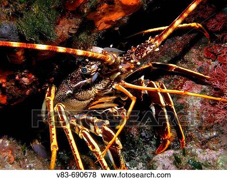 Spinny Lobster (Palinurus elephas). Columbretes Islands, Mediterranean Sea View Large Photo Image Stock Photo - Spinny Lobster (Palinurus elephas). Columbretes Islands, Mediterranean Sea. Fotosearch