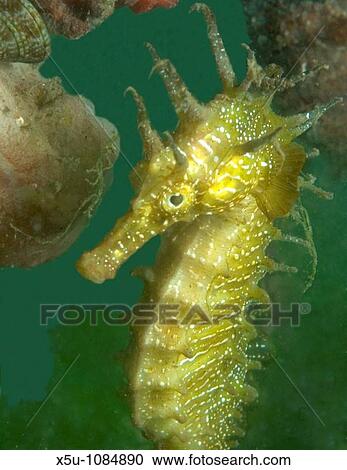 Spiny seahorse is well camouflaged in a sea grass habitat View Large Photo Image Stock Image - Spiny seahorse is well camouflaged in a sea grass habitat. Fotosearch