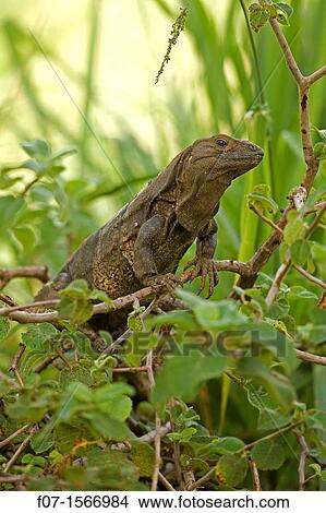 Spiny-tailed Iguana Ctenosaura similis, Costa Rica - Tropical dry forest - Santa Rosa National Park View Large Photo Image Picture - Spiny-tailed Iguana Ctenosaura similis, Costa Rica - Tropical dry forest - Santa Rosa National Park. Fotosearch
