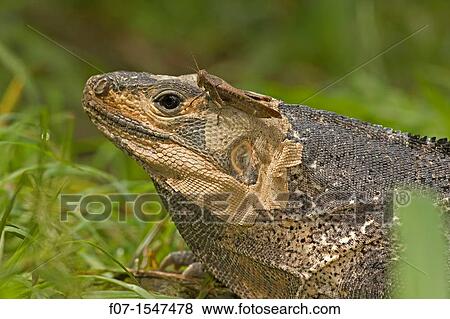Spiny-tailed Iguana Ctenosaura similis. Costa Rica, tropical dry forest. Santa Rosa National Park View Large Photo Image Stock Photo - Spiny-tailed Iguana Ctenosaura similis. Costa Rica, tropical dry forest. Santa Rosa National Park. Fotosearch