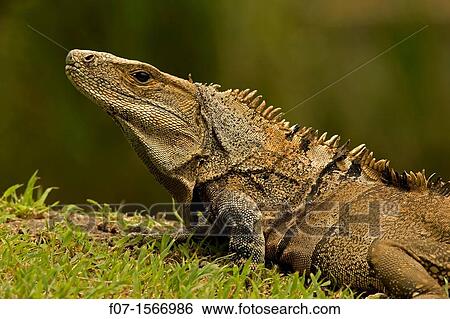 Spiny-tailed Iguana Ctenosaura similis, Costa Rica - Tropical dry forest - Santa Rosa National Park View Large Photo Image Stock Photograph - Spiny-tailed Iguana Ctenosaura similis, Costa Rica - Tropical dry forest - Santa Rosa National Park. Fotosearch