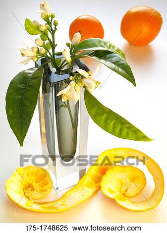 Spiral of Orange and orange blossom View Large Photo Image Stock Photography - Spiral of Orange and orange blossom. Fotosearch