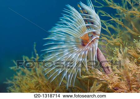 Spiral Tube Worm, Spirographis spallanzani, Cap de Creus, Costa Brava, Spain View Large Photo Image Picture - Spiral Tube Worm, Spirographis spallanzani, Cap de Creus, Costa Brava, Spain. Fotosearch
