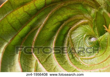 Spiraled Leaf in Botanical Garden Erfurt. Germany. View Large Photo Image Stock Photo - Spiraled Leaf in Botanical Garden Erfurt. Germany.. Fotosearch