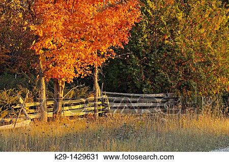 Split-rail fence and maple trees Manitoulin Island Ontario View Large Photo Image Stock Image - Split-rail fence and maple trees Manitoulin Island Ontario. Fotosearch