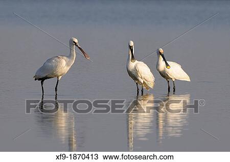 Stock Image - Spoonbill Platalea leucorodia Extremadura Spain. Fotosearch