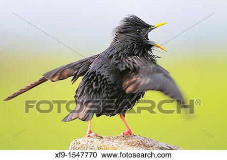 Stock Image - Spotless Starling. Sturnus unicolor. Badajoz. Extremadura. Spain. Fotosearch