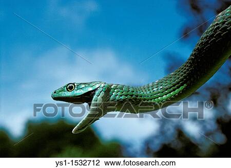 Spotted Bush Snake, philothamnus semivariegatus, Adult hanging from Branch with Open Mouth, Africa View Large Photo Image Stock Image - Spotted Bush Snake, philothamnus semivariegatus, Adult hanging from Branch with Open Mouth, Africa. Fotosearch