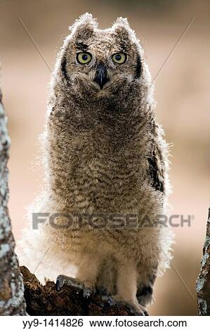 Stock Photograph - Spotted Eagle-owl - Loita Hills, Kenya. Fotosearch