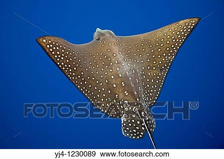 Stock Photo - spotted eagle ray, Aetobatus narinari, Kona Coast, Big Island, Hawaii, USA, Pacific Ocean. Fotosearch