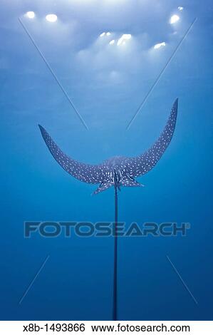 Spotted eagle ray Aetobatus narinari underwater at Leon Dormido Sleeping Lion Island off San Cristobal Island in the Galapagos Island Archipelago, Ecuador MORE INFO The spotted eagle ray is found globally in tropical regions View Large Photo Image Stock Photograph - Spotted eagle ray Aetobatus narinari underwater at Leon Dormido Sleeping Lion Island off San Cristobal Island in the Galapagos Island Archipelago, Ecuador MORE INFO The spotted eagle ray is found globally in tropical regions. Fotosearch