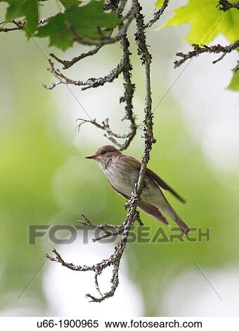 Spotted Flycatcher, Katrineholm, Sodermanland, Sweden. View Large Photo Image Stock Photography - Spotted Flycatcher, Katrineholm, Sodermanland, Sweden.. Fotosearch