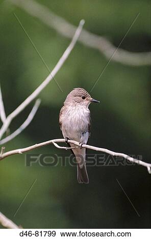 Spotted Flycatcher (Muscicapa striata) perched to catch View Large Photo Image Stock Photo - Spotted Flycatcher (Muscicapa striata) perched to catch. Fotosearch