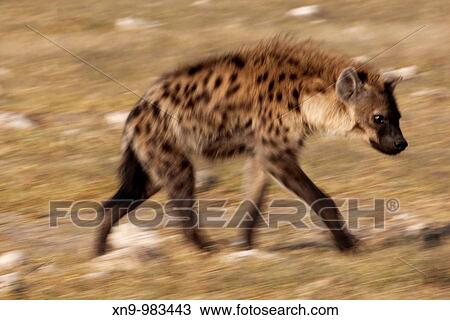 Spotted hyaena Crocuta crocuta, Etosha National Park, Namibia View Large Photo Image Stock Image - Spotted hyaena Crocuta crocuta, Etosha National Park, Namibia. Fotosearch