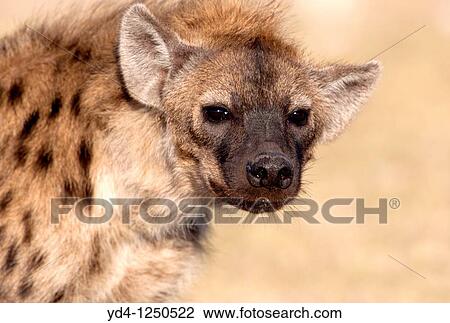 Spotted hyaena Crocuta crocuta, Etosha National Park, Namibia View Large Photo Image Stock Image - Spotted hyaena Crocuta crocuta, Etosha National Park, Namibia. Fotosearch